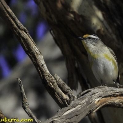 Pardalotus striatus (Striated Pardalote) at Symonston, ACT - 28 Oct 2018 by JonSteinbeck