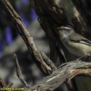 Pardalotus striatus at Symonston, ACT - 28 Oct 2018