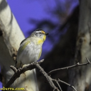 Pardalotus striatus at Symonston, ACT - 28 Oct 2018