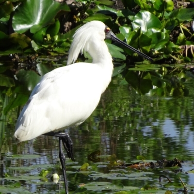 Platalea regia (Royal Spoonbill) at Parkes, ACT - 8 Nov 2018 by JanetRussell