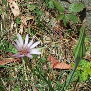 Tragopogon porrifolius subsp. porrifolius at Jerrabomberra, ACT - 9 Nov 2018 02:01 PM