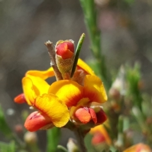 Dillwynia sericea at Wanniassa Hill - 9 Nov 2018 02:28 PM