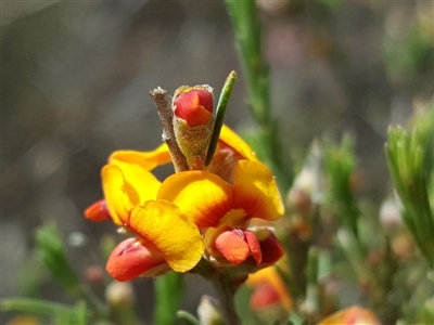 Dillwynia sericea (Egg And Bacon Peas) at Wanniassa Hill - 9 Nov 2018 by Mike