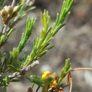 Dillwynia sericea at Wanniassa Hill - 9 Nov 2018 02:28 PM