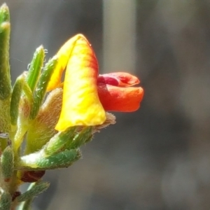 Dillwynia sericea at Wanniassa Hill - 9 Nov 2018 02:28 PM