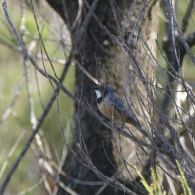 Pachycephala rufiventris (Rufous Whistler) at Morton National Park - 8 Nov 2018 by vivdavo