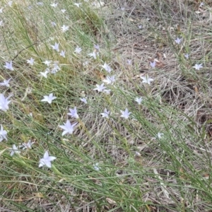 Wahlenbergia capillaris at Farrer, ACT - 9 Nov 2018