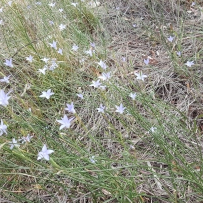 Wahlenbergia capillaris (Tufted Bluebell) at Farrer, ACT - 9 Nov 2018 by Mike