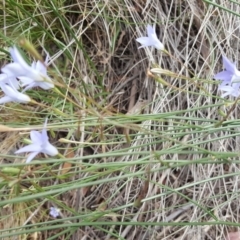 Wahlenbergia capillaris at Farrer, ACT - 9 Nov 2018