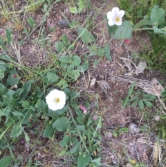 Convolvulus arvensis (Bindweed) at Tombong, NSW - 9 Nov 2018 by BlackFlat