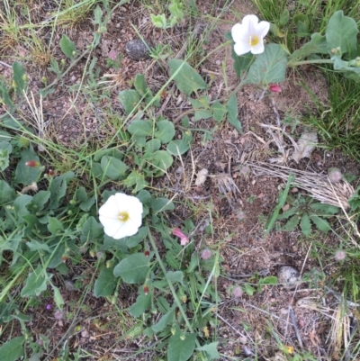 Convolvulus arvensis (Bindweed) at Black Flat at Corrowong - 8 Nov 2018 by BlackFlat