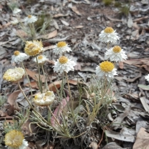 Leucochrysum albicans subsp. tricolor at Farrer, ACT - 9 Nov 2018