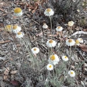 Leucochrysum albicans subsp. tricolor at Farrer, ACT - 9 Nov 2018 03:06 PM