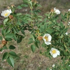 Rosa canina (Dog Rose) at Isaacs, ACT - 9 Nov 2018 by Mike