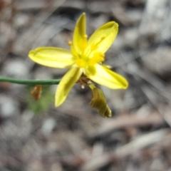 Tricoryne elatior (Yellow Rush Lily) at Wanniassa Hill - 9 Nov 2018 by Mike