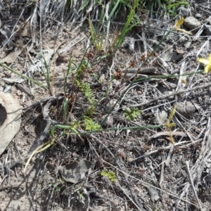 Tricoryne elatior at Wanniassa Hill - 9 Nov 2018 02:40 PM