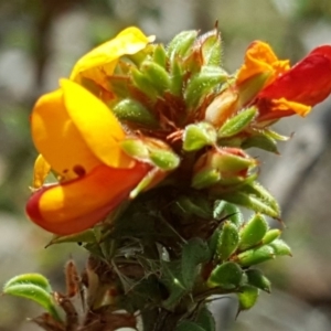 Pultenaea procumbens at Wanniassa Hill - 9 Nov 2018 02:35 PM