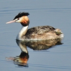 Podiceps cristatus (Great Crested Grebe) at Paddys River, ACT - 9 Nov 2018 by JohnBundock