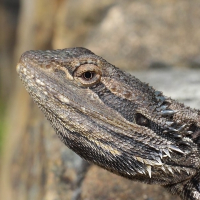 Pogona barbata (Eastern Bearded Dragon) at Hackett, ACT - 31 Oct 2018 by TimL