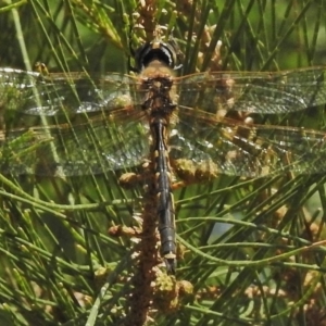 Hemicordulia tau at Paddys River, ACT - 9 Nov 2018