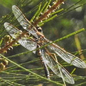 Hemicordulia tau at Paddys River, ACT - 9 Nov 2018