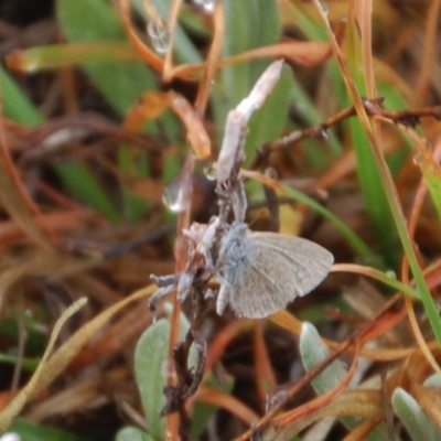 Zizina otis (Common Grass-Blue) at Rendezvous Creek, ACT - 14 Oct 2018 by KMcCue