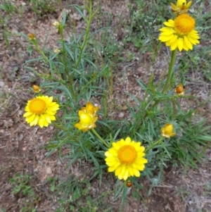 Xerochrysum viscosum at Corrowong, NSW - 8 Nov 2018