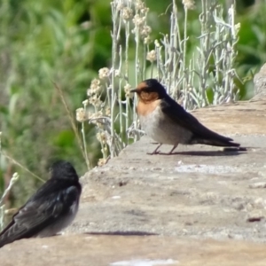 Hirundo neoxena at Canberra, ACT - 9 Nov 2018