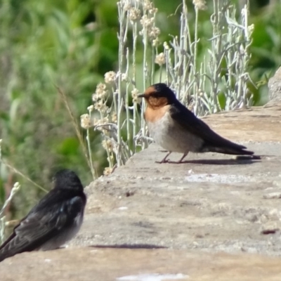 Hirundo neoxena (Welcome Swallow) at Commonwealth & Kings Parks - 8 Nov 2018 by JanetRussell