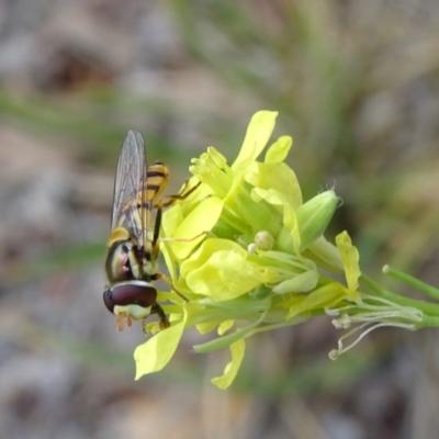 Simosyrphus grandicornis (Common hover fly) at Reid, ACT - 8 Nov 2018 by JanetRussell