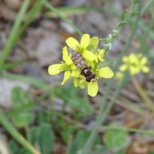 Simosyrphus grandicornis at Reid, ACT - 8 Nov 2018