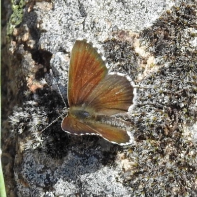 Neolucia agricola (Fringed Heath-blue) at Pine Island to Point Hut - 8 Nov 2018 by RodDeb