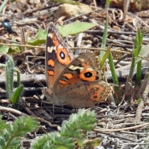 Junonia villida at Pine Island to Point Hut - 9 Nov 2018