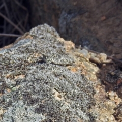 Coryphistes ruricola (Bark-mimicking Grasshopper) at Pine Island to Point Hut - 9 Nov 2018 by RodDeb