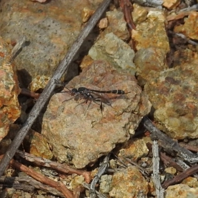 Gasteruption sp. (genus) (Gasteruptiid wasp) at Tuggeranong DC, ACT - 9 Nov 2018 by RodDeb