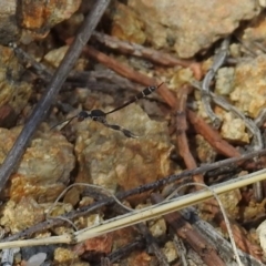 Gasteruption sp. (genus) at Tuggeranong DC, ACT - 9 Nov 2018