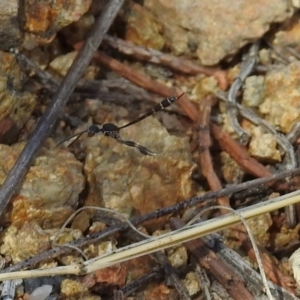 Gasteruption sp. (genus) at Tuggeranong DC, ACT - 9 Nov 2018