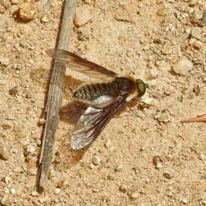 Bombyliidae (family) at Bonython, ACT - 9 Nov 2018