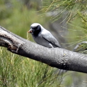 Coracina novaehollandiae at Pine Island to Point Hut - 9 Nov 2018