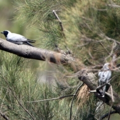 Coracina novaehollandiae at Pine Island to Point Hut - 9 Nov 2018