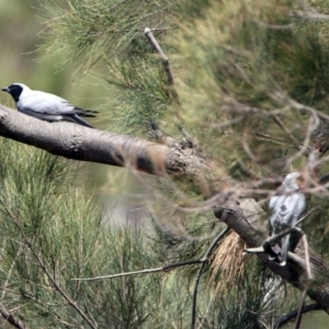 Coracina novaehollandiae at Pine Island to Point Hut - 9 Nov 2018