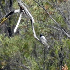 Coracina novaehollandiae at Pine Island to Point Hut - 9 Nov 2018