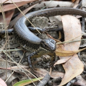 Eulamprus heatwolei at Pine Island to Point Hut - 9 Nov 2018