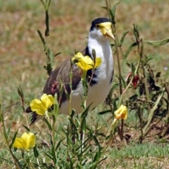 Vanellus miles (Masked Lapwing) at Greenway, ACT - 9 Nov 2018 by RodDeb