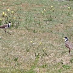 Vanellus miles at Greenway, ACT - 9 Nov 2018