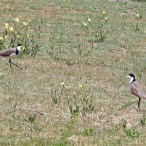 Vanellus miles at Greenway, ACT - 9 Nov 2018