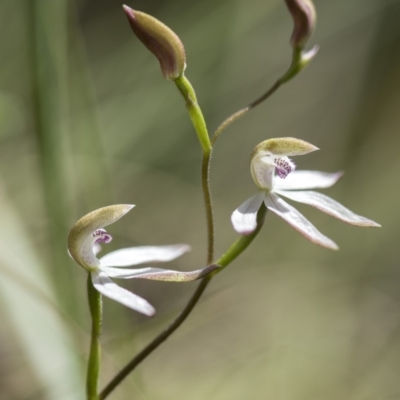 Caladenia moschata (Musky Caps) at Cotter River, ACT - 8 Nov 2018 by GlenRyan