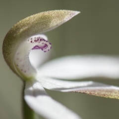 Caladenia moschata at Cotter River, ACT - suppressed