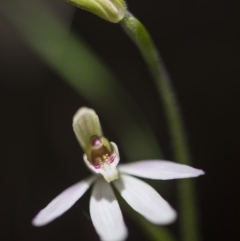 Caladenia carnea (Pink Fingers) at Cotter River, ACT - 9 Nov 2018 by GlenRyan