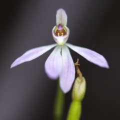 Caladenia carnea at Cotter River, ACT - suppressed